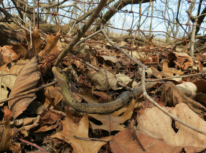 Eastern Garter Snake